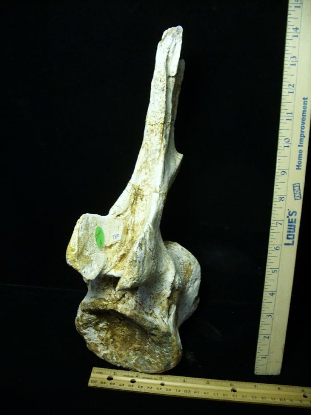 Authentic Carcharodontosaurus Dinosaur Vertebra (052721k) - Image 4