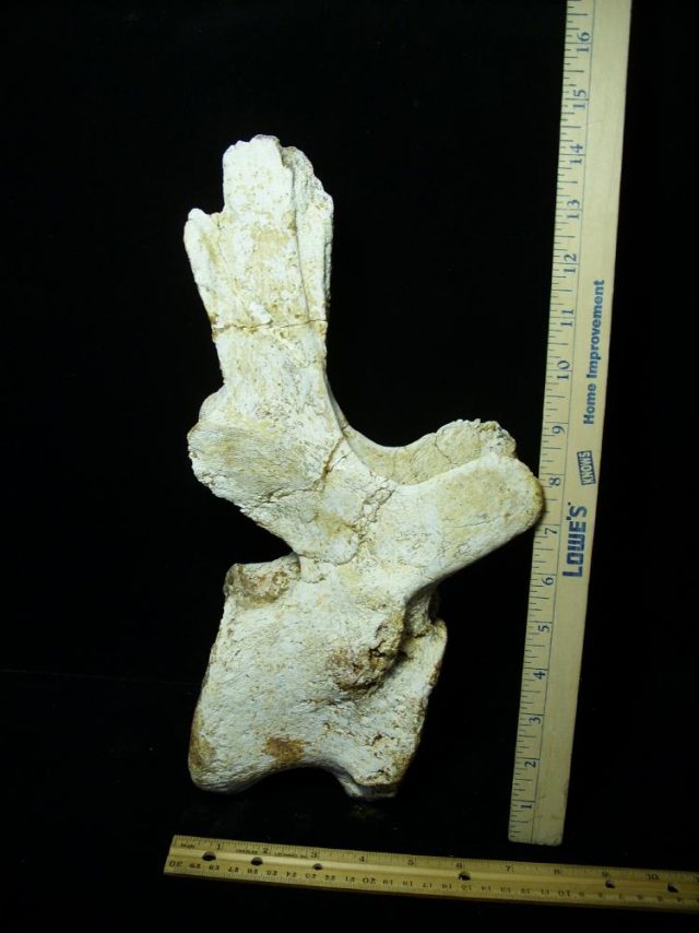Authentic Carcharodontosaurus Dinosaur Vertebra (052721k) - Image 5