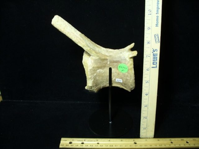 Authentic Spinosaur Dinosaur Tail Vertebra (052721f) - Image 4