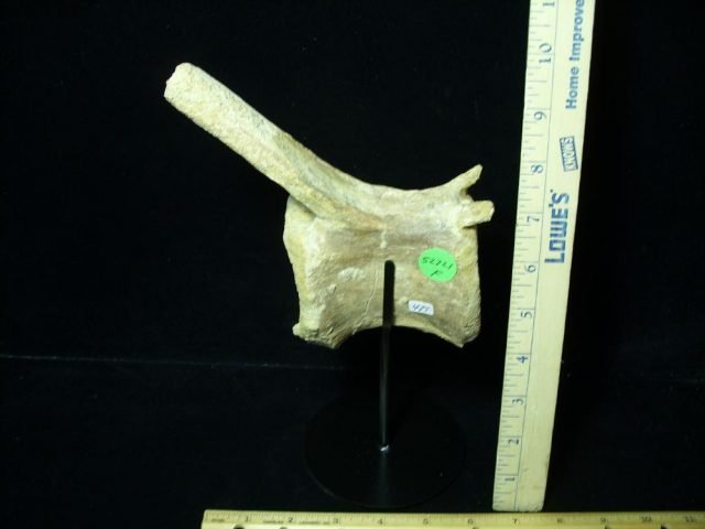 Authentic Spinosaur Dinosaur Tail Vertebra (052721f) - Image 3