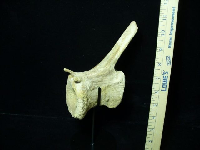 Authentic Spinosaur Dinosaur Tail Vertebra (052721f) - Image 2