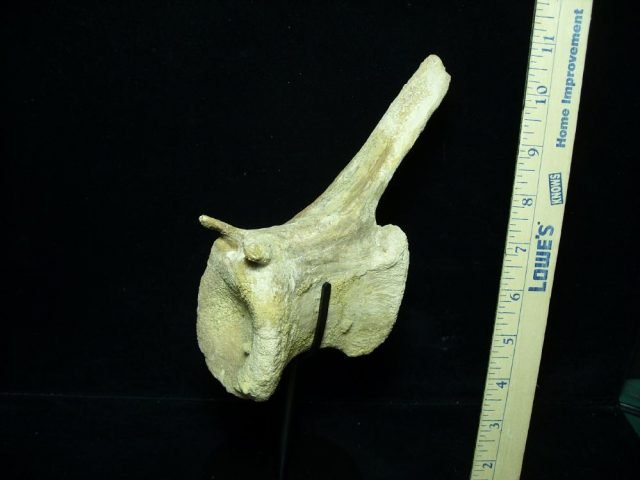 Authentic Spinosaur Dinosaur Tail Vertebra (052721f)