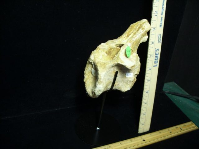 Authentic Spinosaur Dinosaur Vertebra (052721c) - Image 2