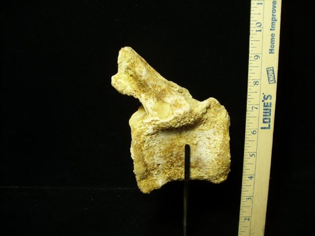 Authentic Spinosaur Dinosaur Vertebra (052721c)