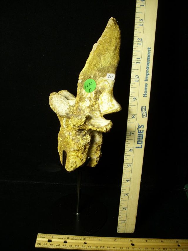 Authentic Spinosaur Dinosaur Tail Vertebra (052721d)