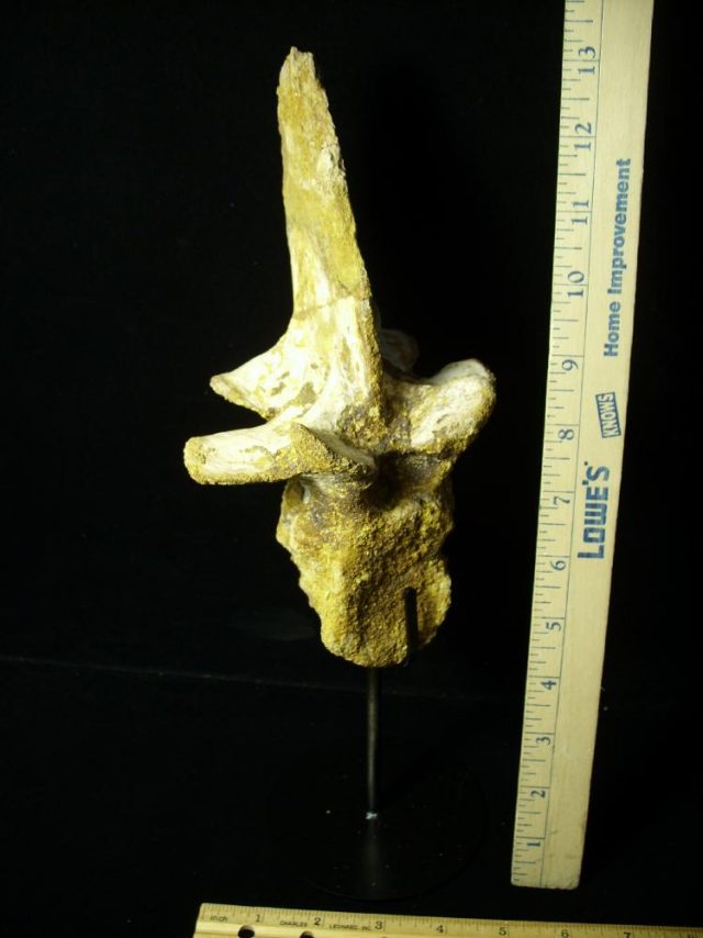 Authentic Spinosaur Dinosaur Tail Vertebra (052721d) - Image 3
