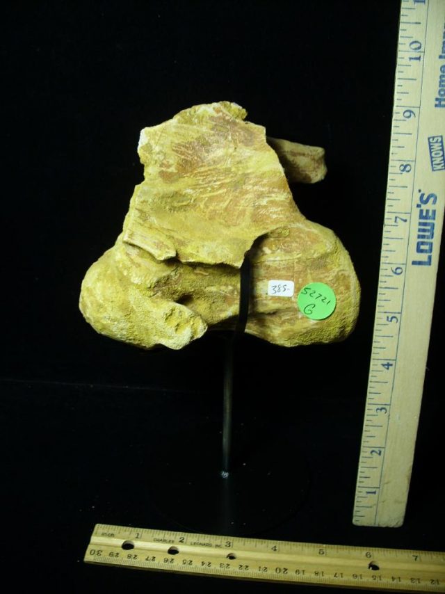 Authentic Spinosaur Dinosaur Neck Vertebra (052721g) - Image 3