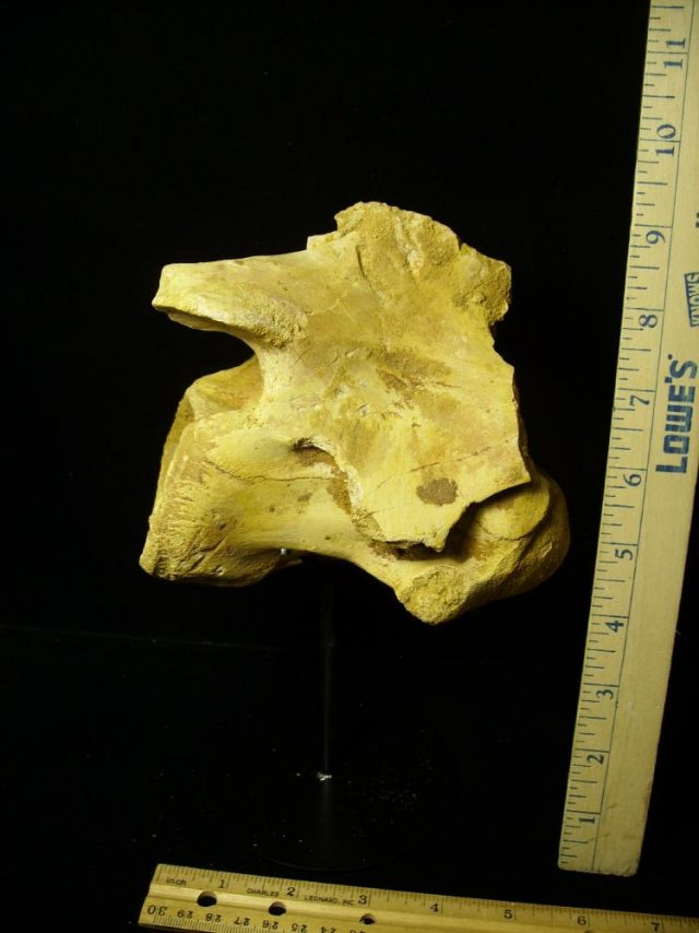 Authentic Spinosaur Dinosaur Neck Vertebra (052721g) - Image 2