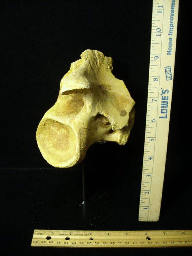 Authentic Spinosaur Dinosaur Neck Vertebra (052721g)