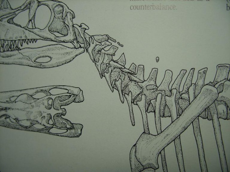 dinosaur with neck wings