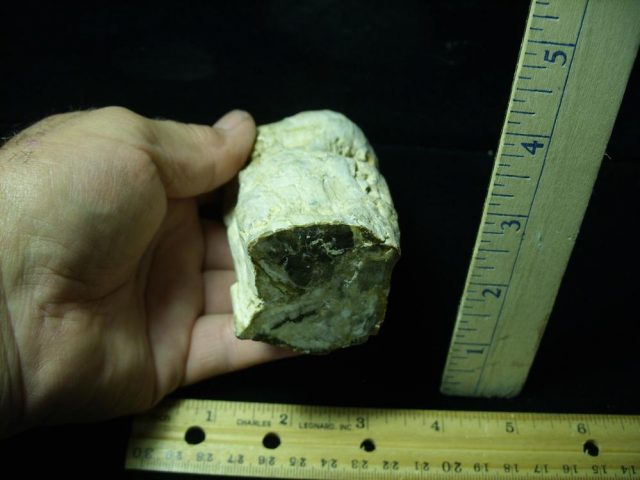 Madagascar Petrified Wood Log   (052821d)
