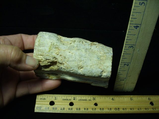 Madagascar Petrified Wood Log   (052821d) - Image 2