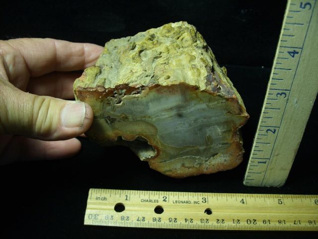 Madagascar Petrified Wood Log  (052821e)