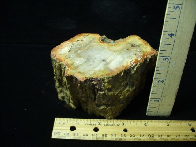 Madagascar Petrified Wood Log  (052821e) - Image 2