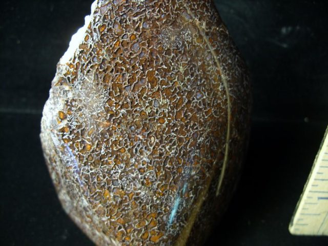 Dinosaur Gem Bone Specimen (052721m) - Image 2