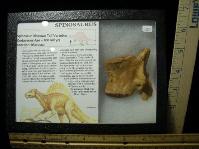 Authentic Spinosaur Dinosaur Tail Vertebra (052921b)