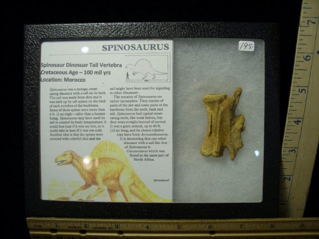 Authentic Spinosaur Dinosaur Tail Vertebra (052921d)