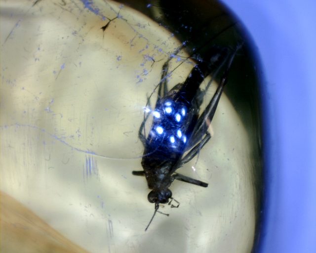 Amber Specimen with Grasshopper  (050821j)