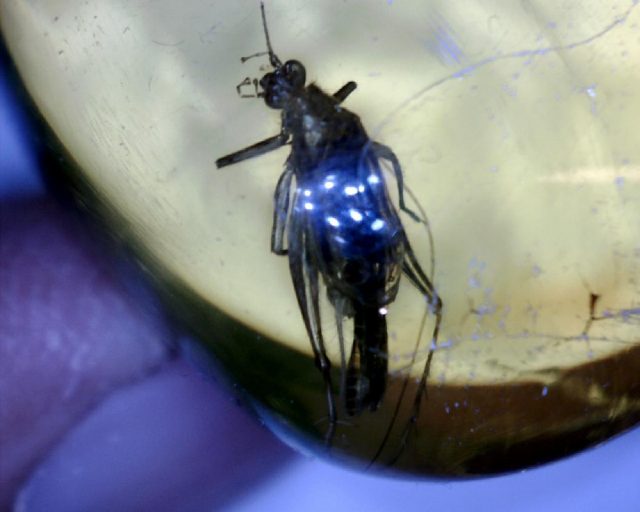 Amber Specimen with Grasshopper  (050821j) - Image 2