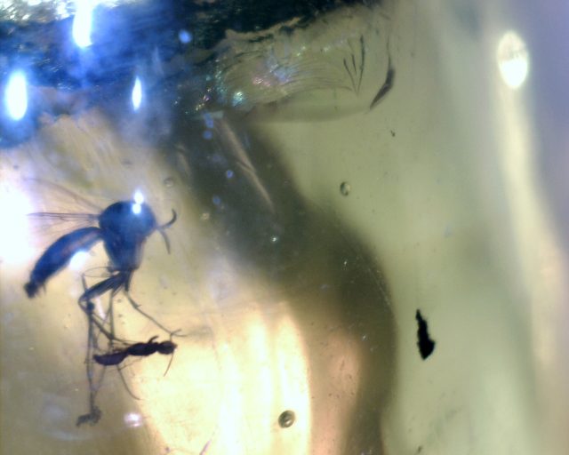 Dominican Amber Specimen with Mosquito (051421ht) - Image 2