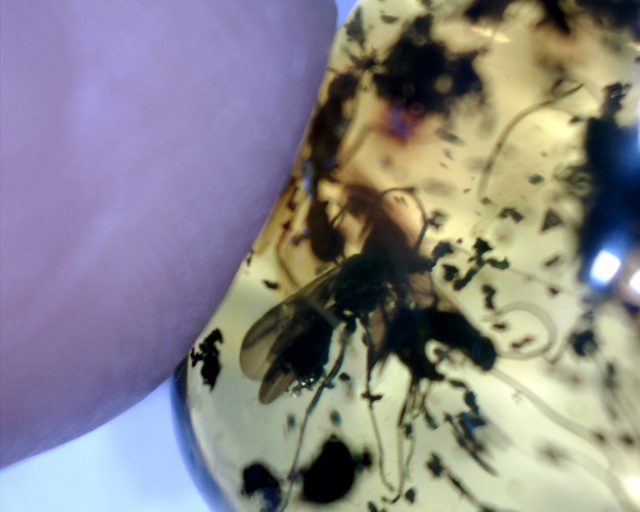 Dominican Amber Specimen with Flying Ants (065221a)