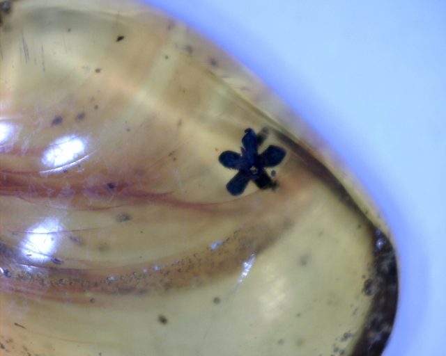 Dominican Amber Specimen with Flower (065221b)