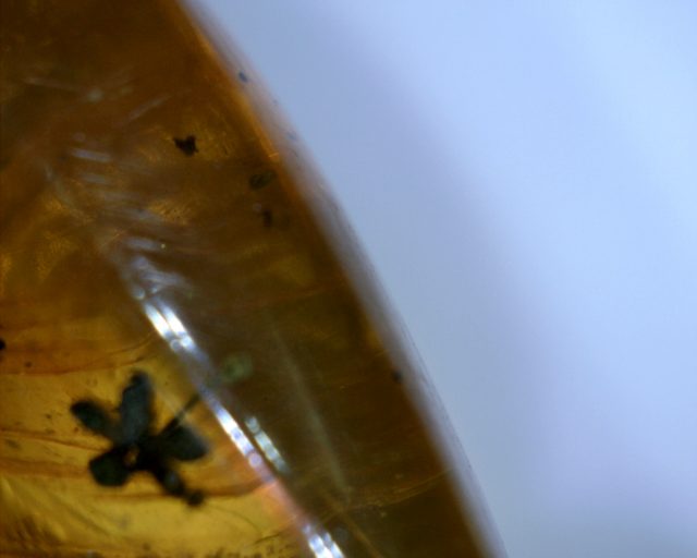 Dominican Amber Specimen with Flower (065221b) - Image 2