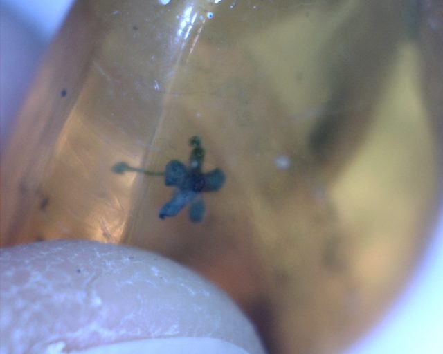 Dominican Amber Specimen with Flower (065221b) - Image 3