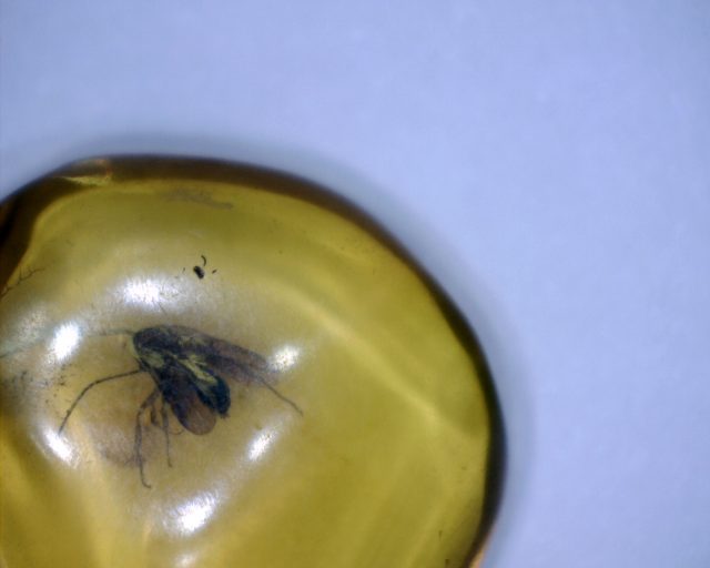 Dominican Amber Specimen with Mosquito (065221d)