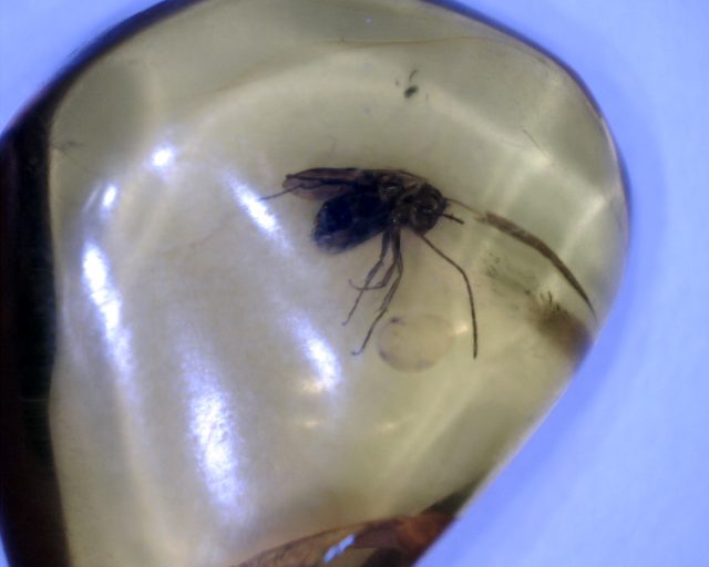 Dominican Amber Specimen with Mosquito (065221d) - Image 2