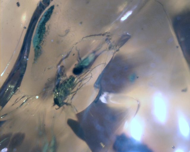 Large Dominican Amber Specimen with Insects (065221f)