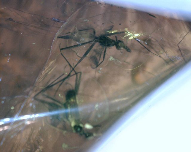 Large Dominican Amber Specimen with Insects (065221f) - Image 2