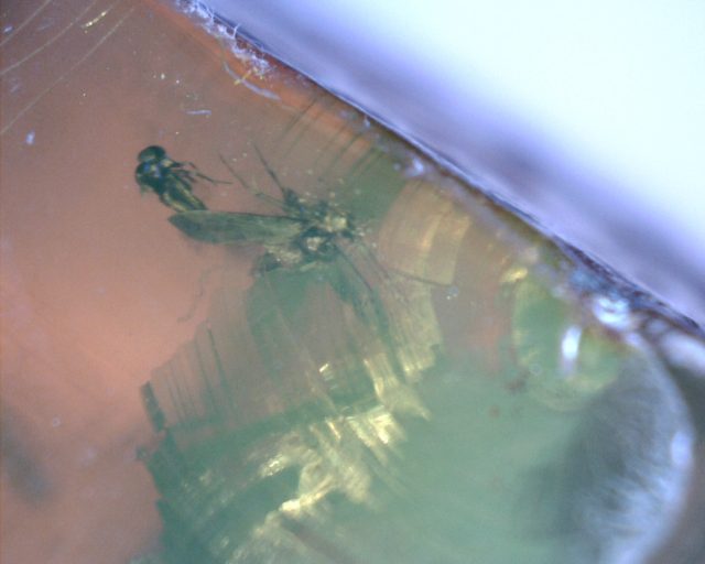 Large Dominican Amber Specimen with Insects (065221f) - Image 4