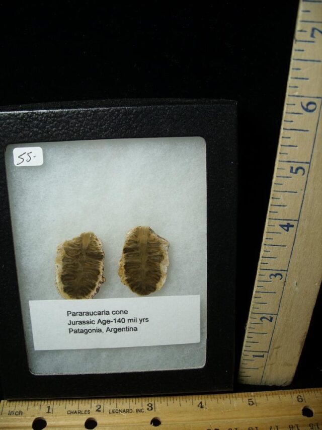 Fossil Pararaucaria Cone  (070722g)