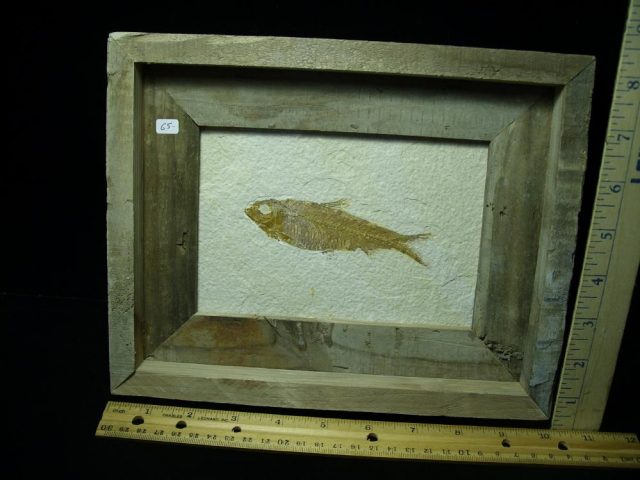 Framed Fossilized “Green River” Fish (070121c)