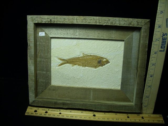 Framed Fossilized “Green River” Fish (070121d)
