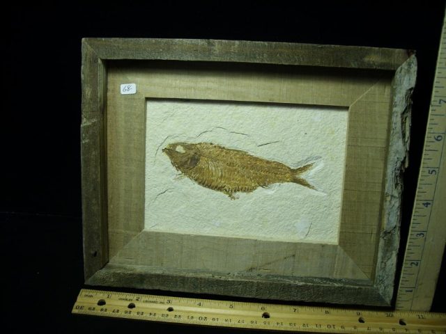 Framed Fossilized “Green River” Fish (070121f)