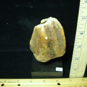 Fossilized Prehistoric Wooly Rhinoceros Tooth(070121g)