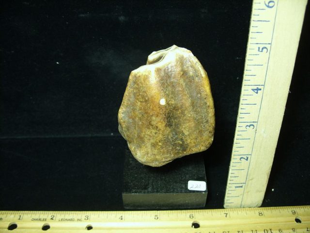Fossilized Prehistoric Wooly Rhinoceros Tooth(070121g)