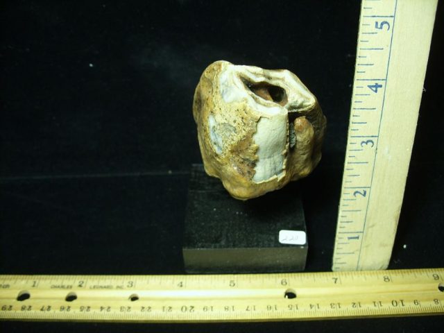 Fossilized Prehistoric Wooly Rhinoceros Tooth(070121g) - Image 2