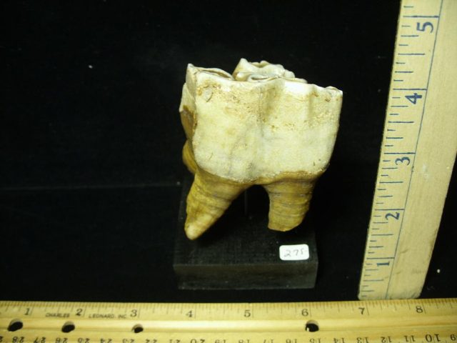 Fossilized Prehistoric Woolly Rhinoceros Tooth(070121h)