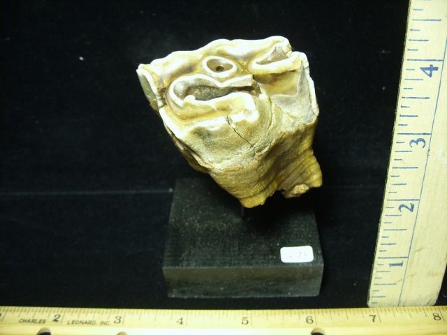 Fossilized Prehistoric Woolly Rhinoceros Tooth(070121h) - Image 2