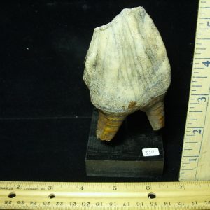 Fossilized Prehistoric Woolly Rhinoceros Tooth(070121J)