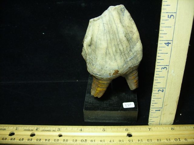 Fossilized Prehistoric Woolly Rhinoceros Tooth(070121J)