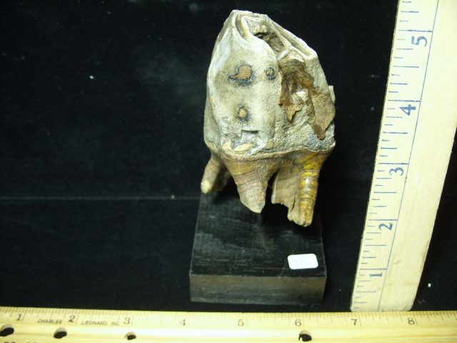 Fossilized Prehistoric Woolly Rhinoceros Tooth(070121J) - Image 2