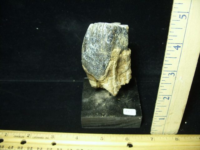 Fossilized Prehistoric Woolly Rhinoceros Tooth(070121k)