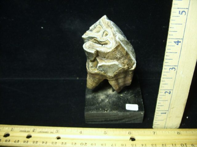 Fossilized Prehistoric Woolly Rhinoceros Tooth(070121k) - Image 2