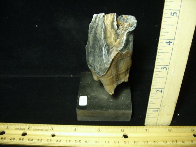 Fossilized Prehistoric Woolly Rhinoceros Tooth(070121n)