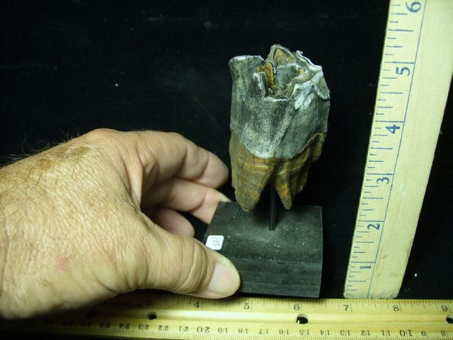 Fossilized Prehistoric Woolly Rhinoceros Tooth(070121n) - Image 2