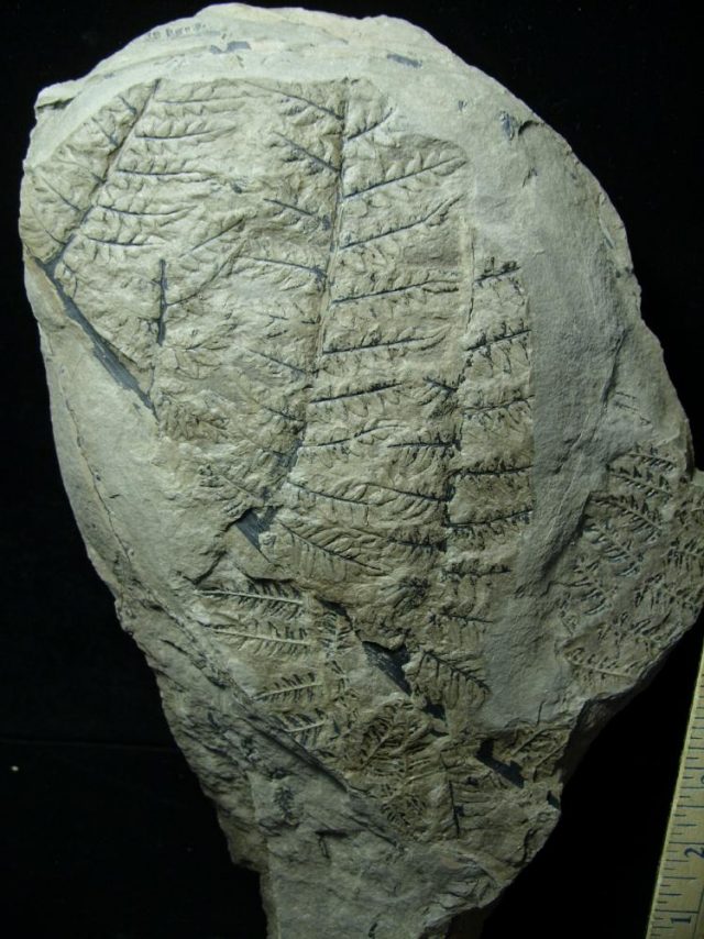 Fossilized Fern Imprints (060821m)